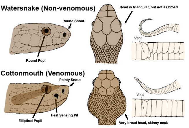 How to Tell if a Snake is Poisonous or Not (Identify Non Venomous vs